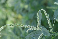Amaranthus spinosus